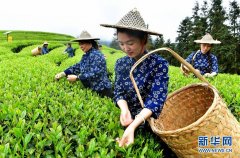 武夷山：生态茶园 祭茶喊