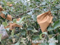 全国广电媒体采访团走进延安：依靠苹果种植实