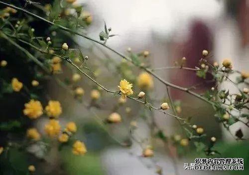 花是浇死的,人是气死的!(值得一看)