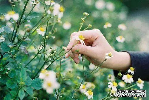 花是浇死的,人是气死的!(值得一看)