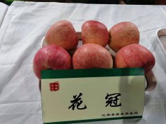 今年的早中熟苹果价高开