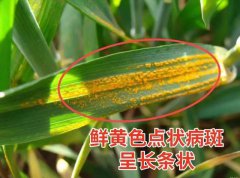 小麦15种常见病害及防治方