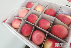 　　白水县：白水苹果卖上“天”了！  　
