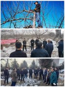 延安市富县抓好农业提质增效，助推农民增收致富