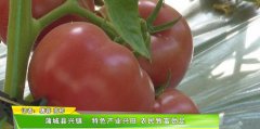 陕西蒲城：兴镇特