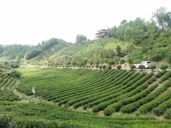 富水茶旅康养融合示范园