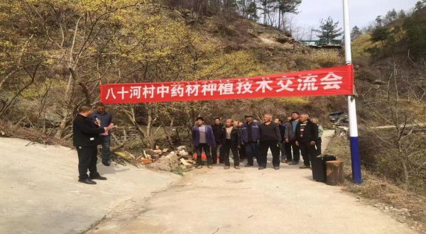 深耕特色产业 共绘振兴蓝图——土门镇八十河村中药材种植技术